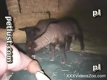 webcamscumshow zoo